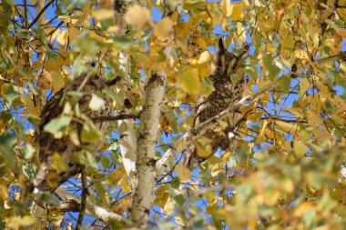 Ağaç dallarının yakın plan çekimi.