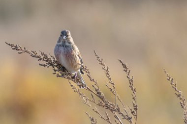 kırmızı - kuyruklu şahin (phoicurus ruruus) kuru bir dala tünedi