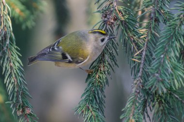 great tit sitting on a branch in winter