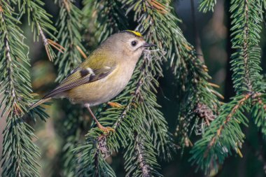 Kışın ağaç dalında küçük bir kuşun yakın plan çekimi.