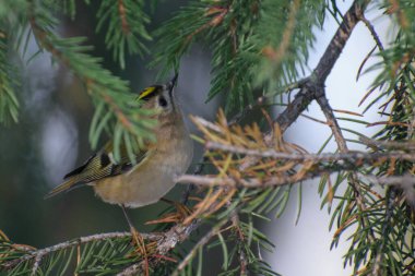 Doğal ortamdaki Avrasya tımarhanesi