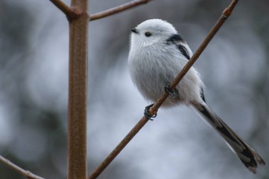 Doğadaki güzel kuşun manzarası