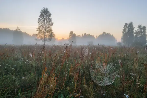 Ormandaki güzel sabah manzarası