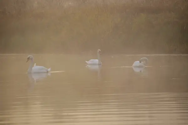 Sabahları gölde kuğular