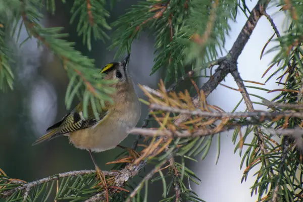 Doğal ortamdaki Avrasya tımarhanesi