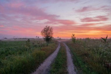 Tarlada güzel bir günbatımı ve arka planda ağaçlar..