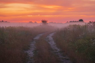 Güzel sisli bir sabah tarlada