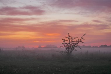 Sis ve ağaçlarla kaplı bir çayırda gün doğumu