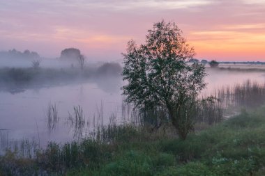 Sabahın köründe. Nehir ve ağaçlar sislerin kıyısında