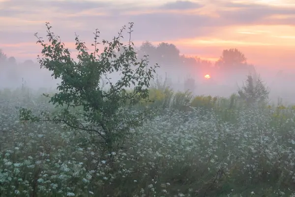 Sabah gün doğumunda. Çayırda sis