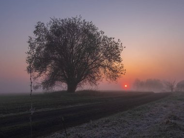 Sabahları güzel bir tarla manzarası.