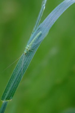Beyaz arkaplanda yeşil çimen