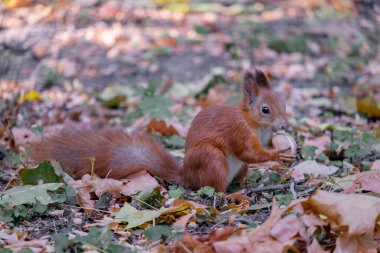 Kızıl sincap ormanın içinde