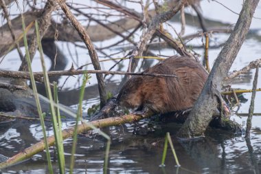 wild otter in the wild clipart