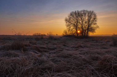 Ağaçlar ve çimlerle tarlanın üzerinde gün doğumu