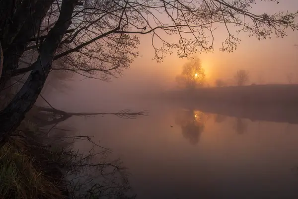 Sisli sonbahar orman sabah.