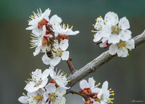 Beyaz çiçekli arı
