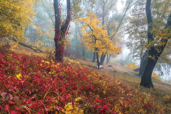 Sabahları renkli sonbahar ormanı.