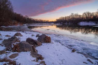 Ormanda karda bir at.