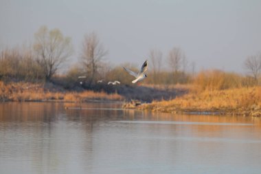 Beyaz kuyruklu balıkçıl nehirde uçuyor.