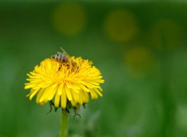 Yeşil bahçede sarı bir çiçekten polen toplayan bir arı.
