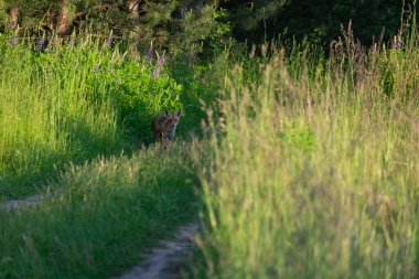 Ormandaki kırmızı geyik