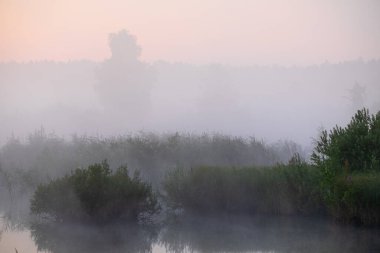Ormanda sisli bir sabah
