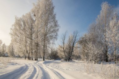 Rusya 'da kış ormanı, karla kaplı ağaçlar