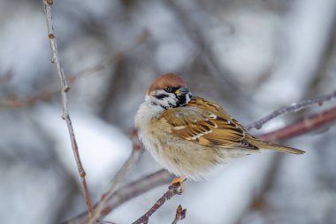 Kışın ağaç dalında serçe.