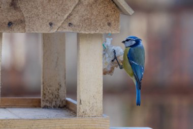 blue tit bird sitting on feeder
