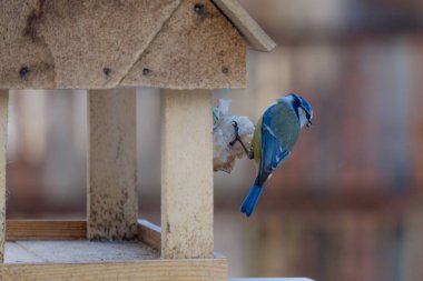 Parktaki kuş yemi..