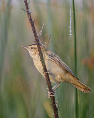 Otların arasında bir kuş