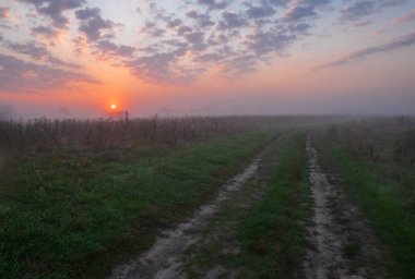 sabah sis çayır üzerinde.
