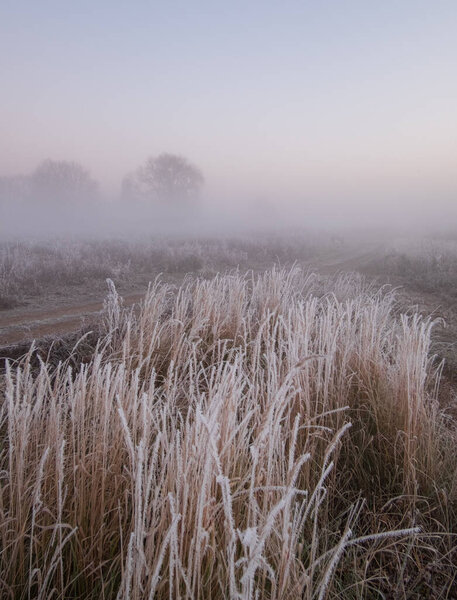 красивый пейзаж с полем травы и туманом