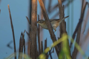 Ağaç dalında bir kuş