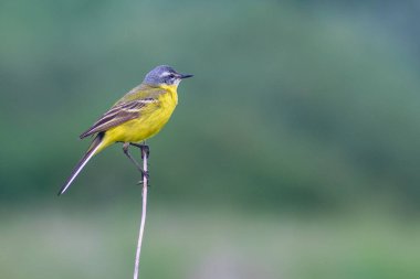 Gölde beyaz balıkçıl