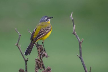 Gölde beyaz balıkçıl