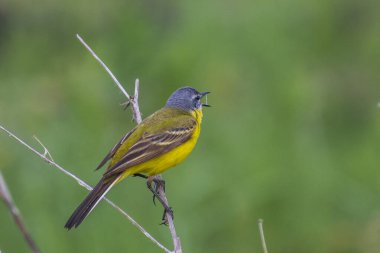 Gölde beyaz balıkçıl