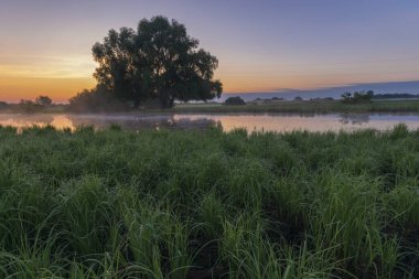 Gölde beyaz balıkçıl