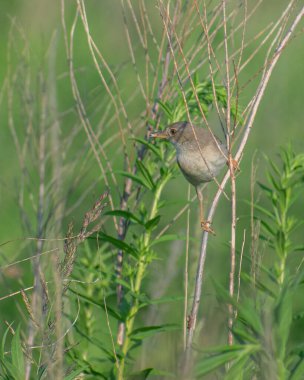 Gölde beyaz balıkçıl