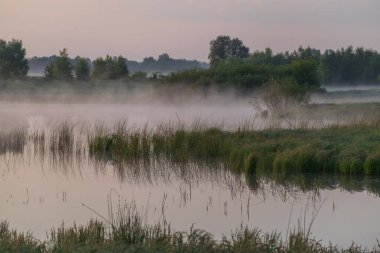 Gölde beyaz balıkçıl