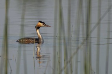 Gölde beyaz balıkçıl