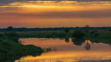 Gölde beyaz balıkçıl