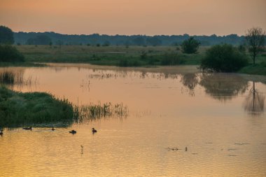 Gölde beyaz balıkçıl