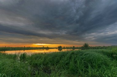 Gölde beyaz balıkçıl