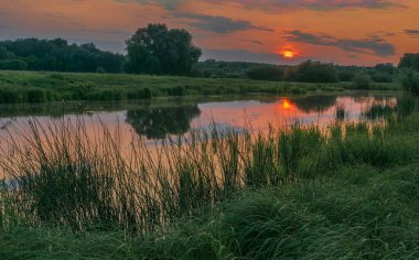 Gölde beyaz balıkçıl