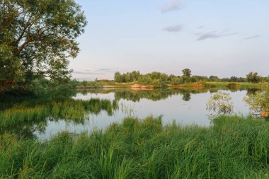 Gölde beyaz balıkçıl