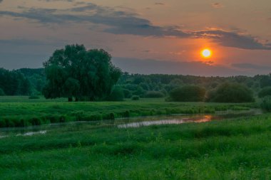 Gölde beyaz balıkçıl