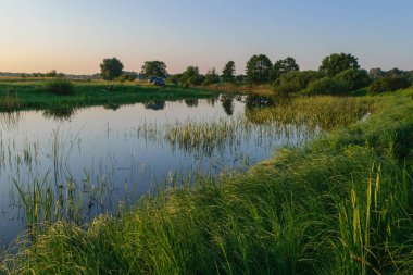Gölde beyaz balıkçıl