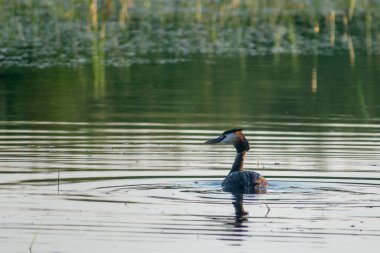 Gölde beyaz balıkçıl